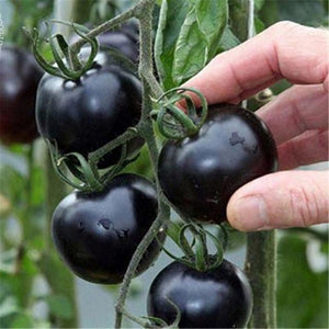 tomato black cherry - Gardening Plants And Flowers