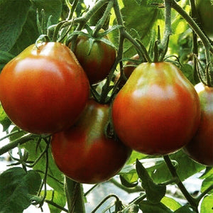 tomato - Gardening Plants And Flowers