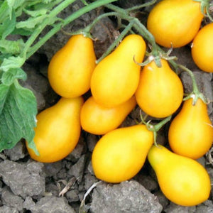 yellow tomato seeds - Gardening Plants And Flowers