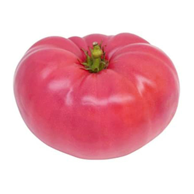 pink tomato ponderosa seeds - Gardening Plants And Flowers