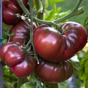Black Krim Tomato - Gardening Plants And Flowers