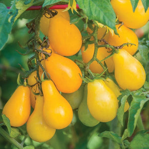 tomato yellow - Gardening Plants And Flowers