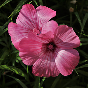 rose mallow - Gardening Plants And Flowers