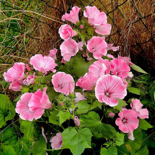 tree mallow - Gardening Plants And Flowers