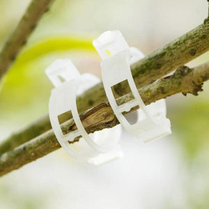 trellis clips - Gardening Plants And Flowers