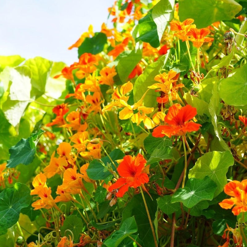 tropaeolum majus - Gardening Plants And Flowers