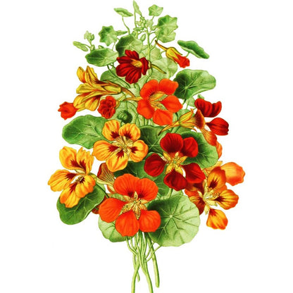 Tropaeolum Majus - Gardening Plants And Flowers