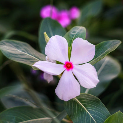 trailing vinca - Gardening Plants And Flowers