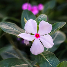 Load image into Gallery viewer, trailing vinca - Gardening Plants And Flowers