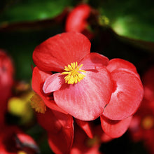 Load image into Gallery viewer, red begonia plant - Gardening Plants And Flowers