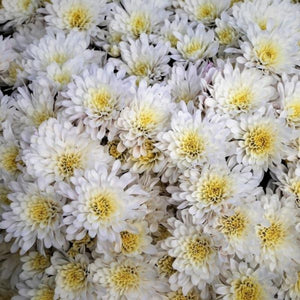 white chrysanthemum - Gardening Plants And Flowers
