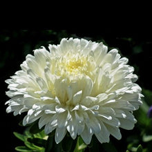 Load image into Gallery viewer, aster flower seeds - Gardening Plants And Flowers