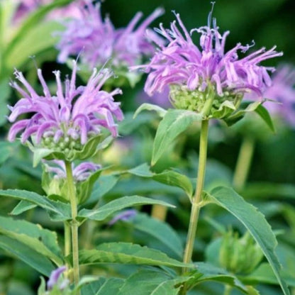 wild bergamot - Gardening Plants And Flowers