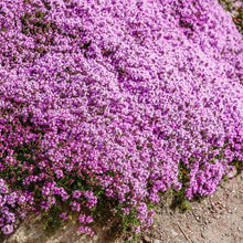 Load image into Gallery viewer, Creeping Thyme Flowers - Gardening Plants And Flowers