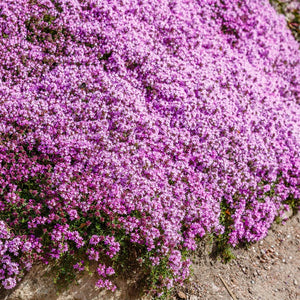 Creeping Thyme Flowers - Gardening Plants And Flowers