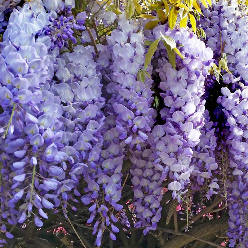 Wisteria Climbing Vine - Gardening Plants And Flowers