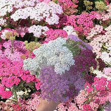 Load image into Gallery viewer, achillea millefolium - Gardening Plants and Flowers