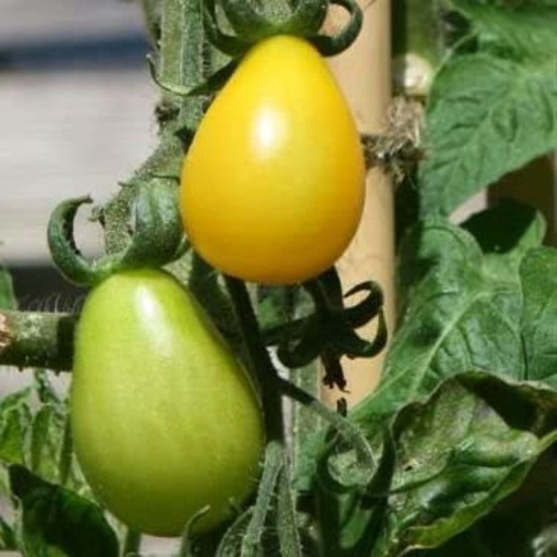 tomato pear - Gardening Plants And Flowers