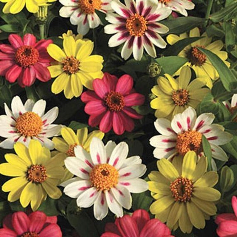 zinnia - Gardening Plants And Flowers